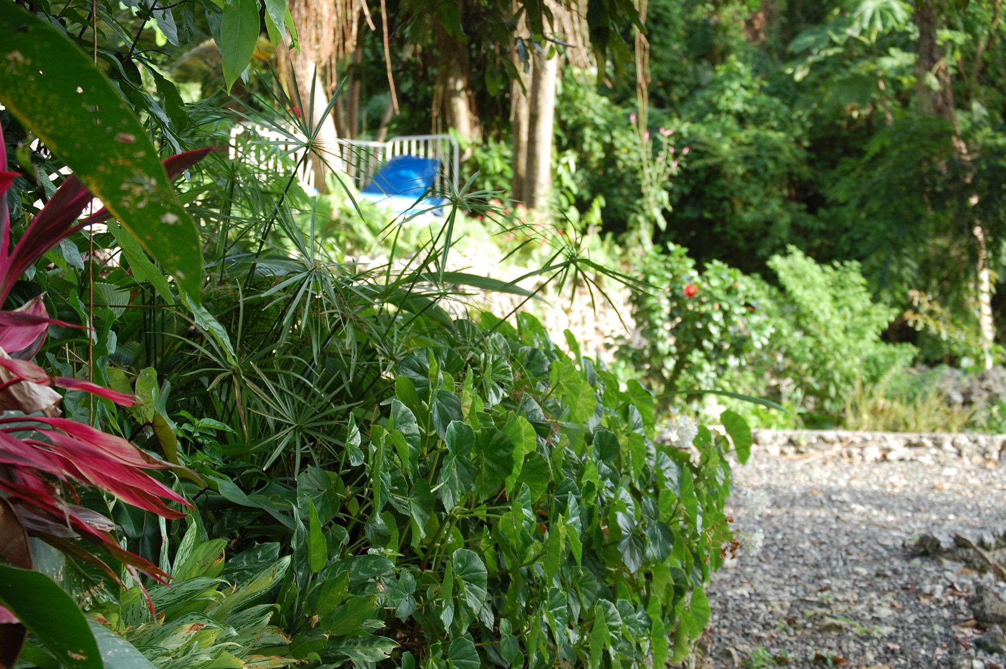 Hotel Mockingbird Hill Port Antonio Extérieur photo